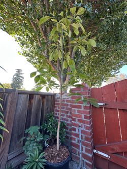 Hass Avocado Tree