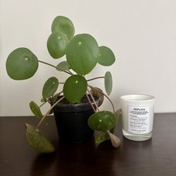 Pilea Plant/Chinese Money tree In 5inch Pot