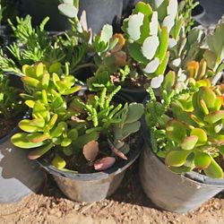 Decorative Plants /Many Plants In One Pot!