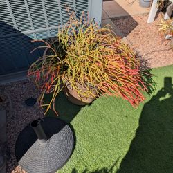 Potted Firestick Plants 