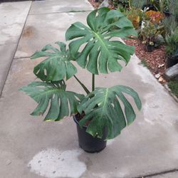 Monstera Plant