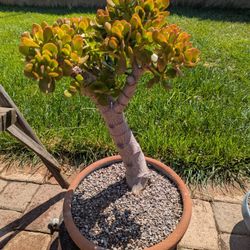 Jade Bonsai  Tree 28 In.Tall In Ceramic Pot