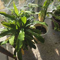 Various House Plants 