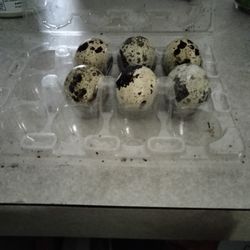 QUAIL EGGS 