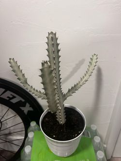 Cactus plant