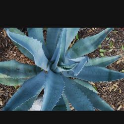 Agave Various Plants