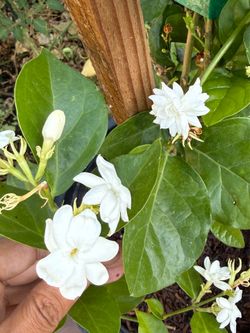 超香双瓣茉莉花Jasmine (Arabian Sambac )Flowering Night-Blooming Double Petal