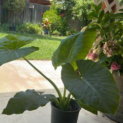 Elephant Ear Plant 