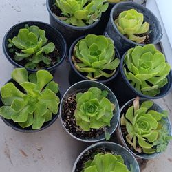 Succulent Plant