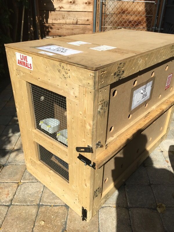 IATA #82 Dog Crate