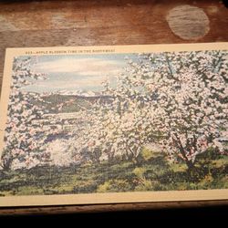 Cherry Blossom 🍒🌸 Postcard For Sale.