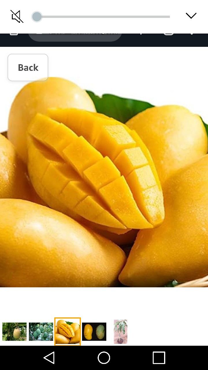 Alphonso Mango 4gallon 4ft Fully Grown Tree