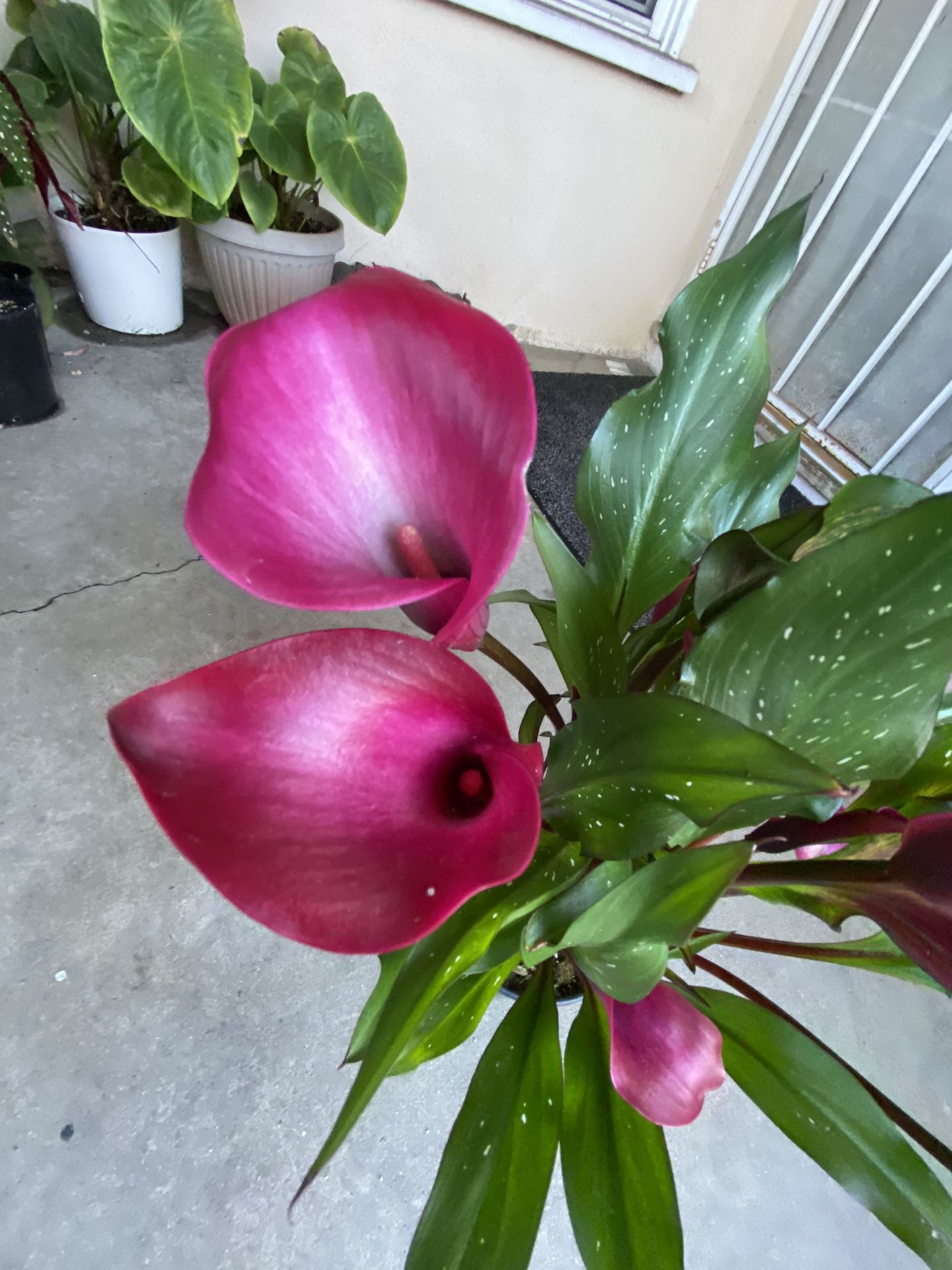 Calla Lily Blooming Plant, In 1 Gallon Pot Pick Up Only
