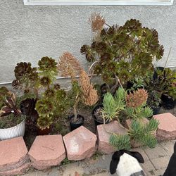 Plants - Succulents 