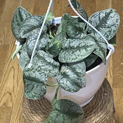 Scindapsus 'Exotica' - silver pothos - philodendron - Air Purifying Indoor Plant In 8” Tall And 11 “ Diameter Pot