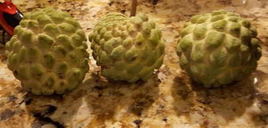 Custard Apple, Sharifa, Sugarapple aka Sitaphal