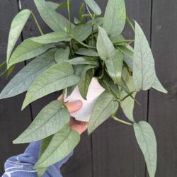 Pothos Cebu Blue Plant 4" Pot - Indoor House Plants 