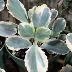 Kalanchoe Fedtschenkoekoi’ Varigata/Aurora Borealis, Variegated Lavender Scalops/crassulaceae/succulent Bloomer/Coral Pink Flowering Plant