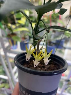 Hoya Multiflora Blooming