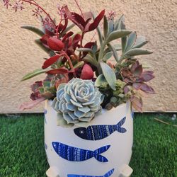 Succulent Arrangement