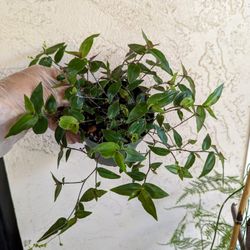 Tradescantia Bridal Veil 