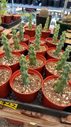 Boobie cactus in 6” pots $22 each