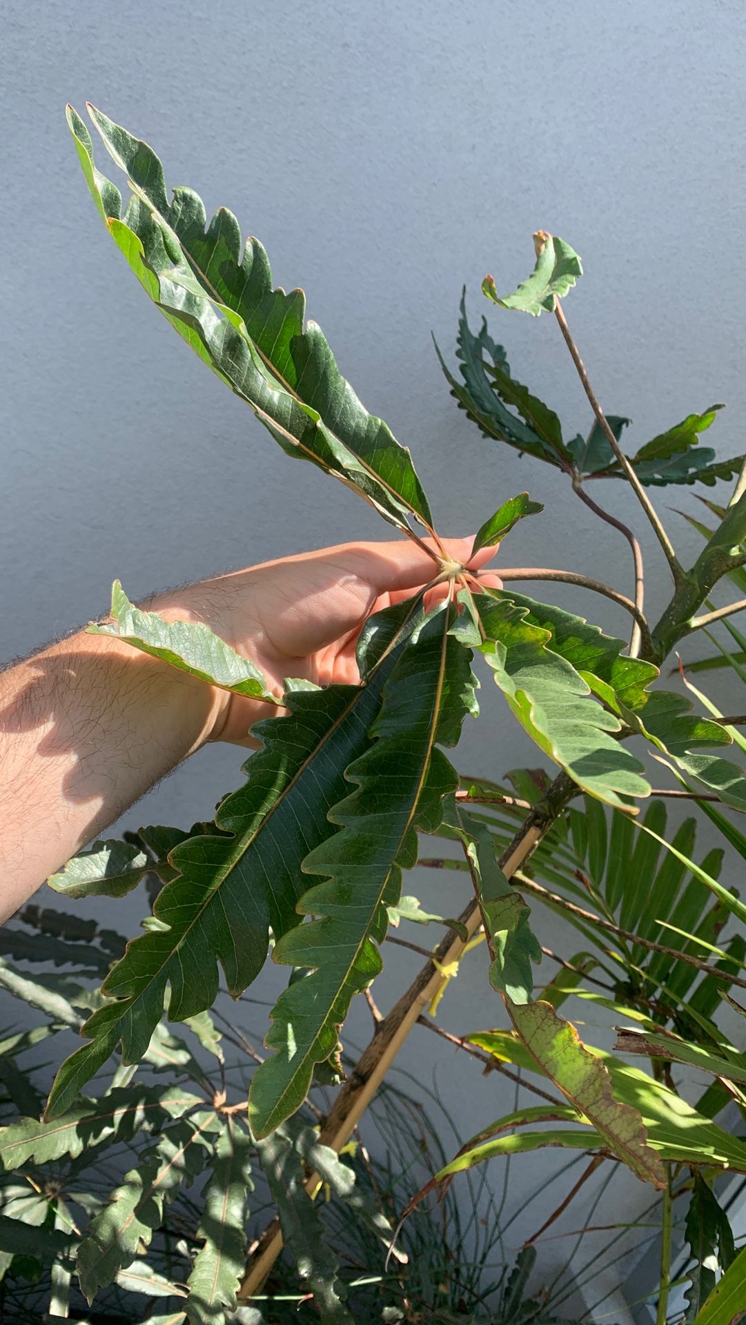 3 STEM KING PALM WITH POT