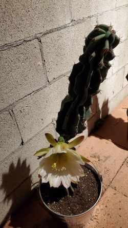 Peruvian monstrose apple cactus. Con flor.