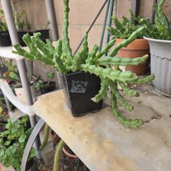 Stapelia Scitula