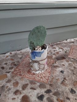 Cactus & succulent