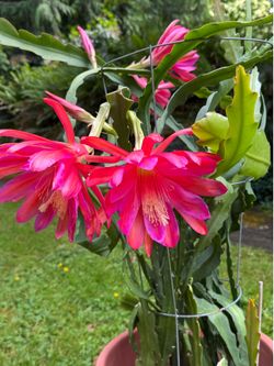 Red Orchid Cactus / Epiphyllum – Huge 40” Plant
