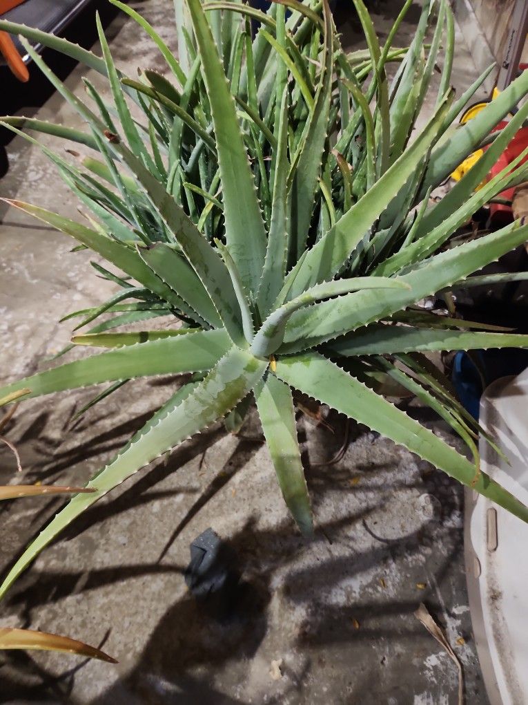 ALOE CHUNKS