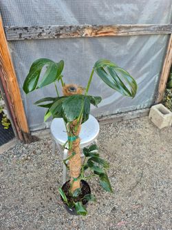 Rhapidophora Decursiva Plant 8" Pot