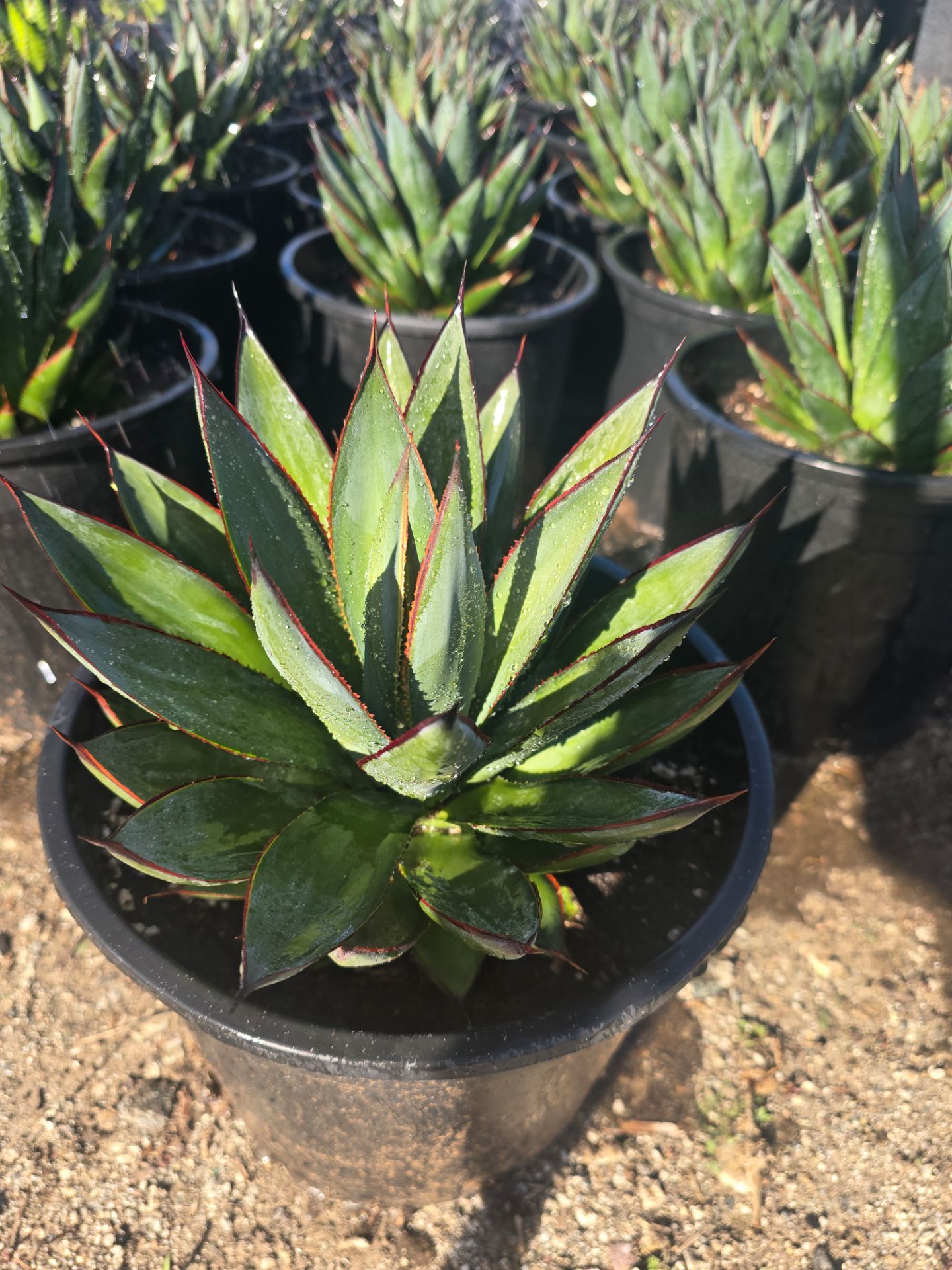 Agave Blue Glow