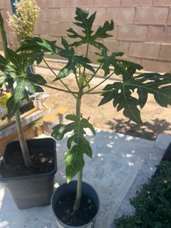 Hawaii papaya trees