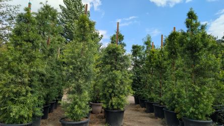Podocarpus