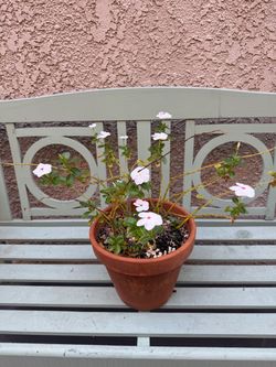 Flowering plant