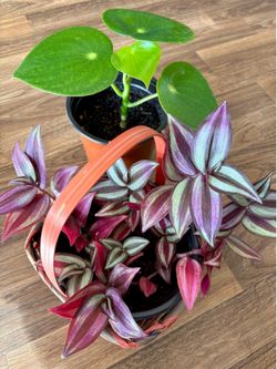 Healthy Houseplants for Sale (Raindrop Peperomia & Tradescantia)