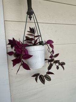 Tradescantia Zebrina (Inch Plant) - House Plant