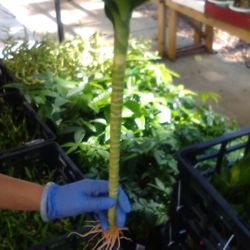 One lotus For $6 Or Six (6) LOTUS PLANTS w/ FREE PLANT FOOD For $25! Limited time offer!!!