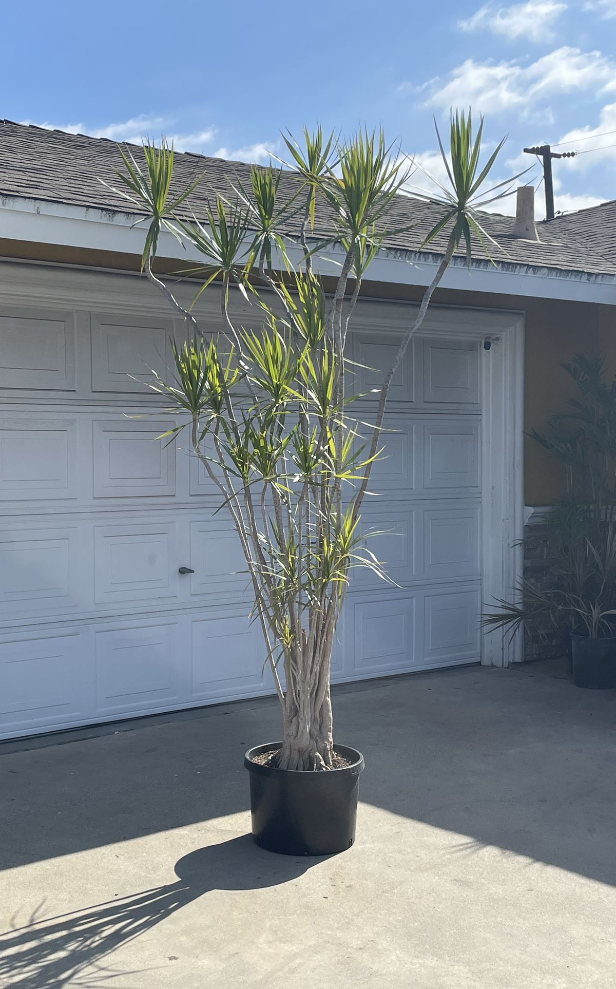 8 Ft Dragon Tree Plant