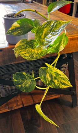 Rooted Pothos in La Fermière Jar
