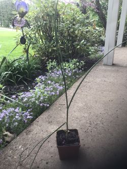 Chives