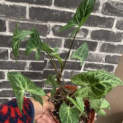 Syngonium Batik Indoor Plants 
