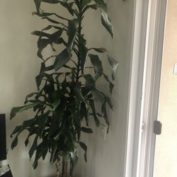 Indoor Plants Dracaena Bamboo Plants 