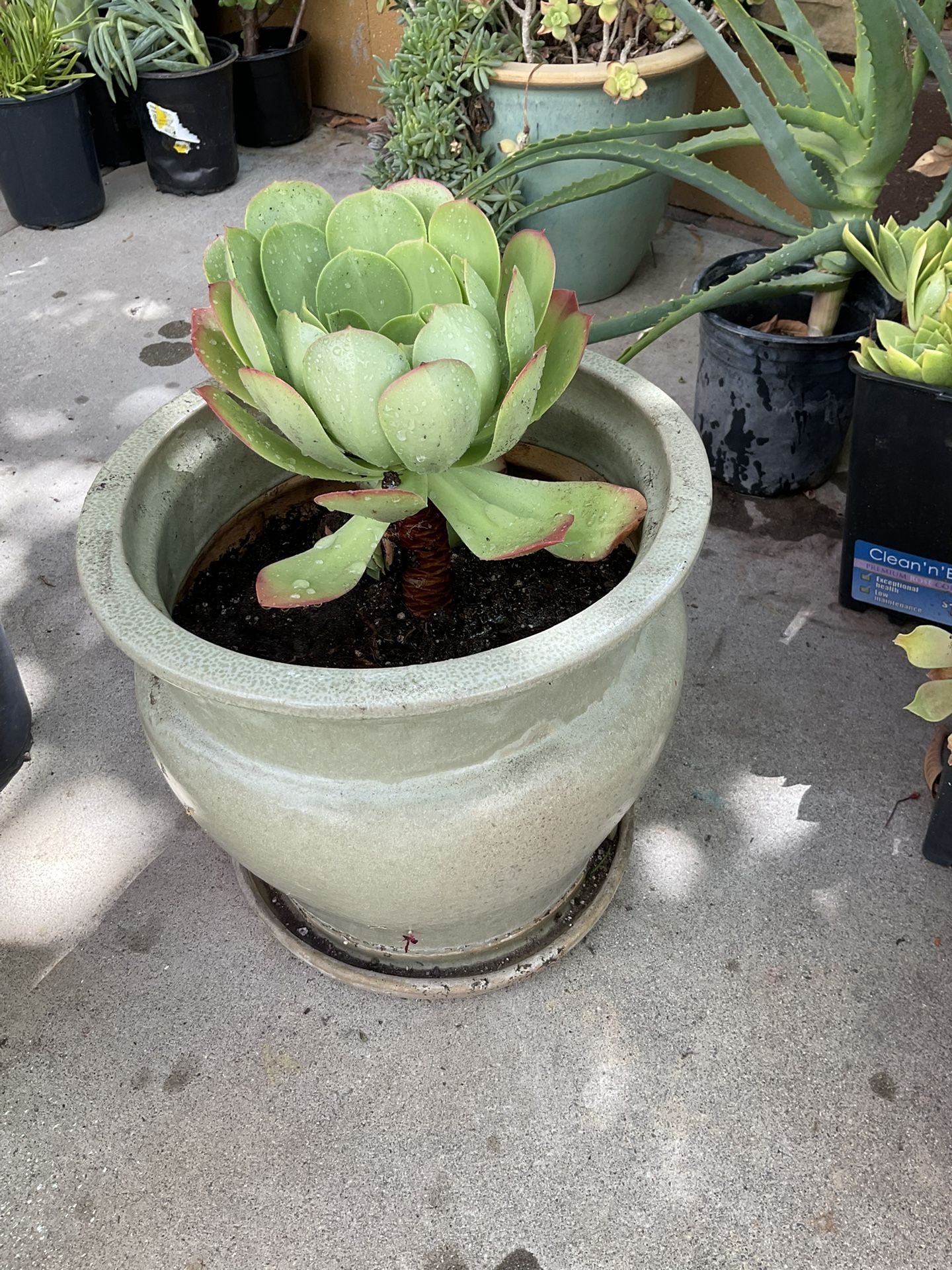 Ceramic Pot Planter With Aeoneum Succulent