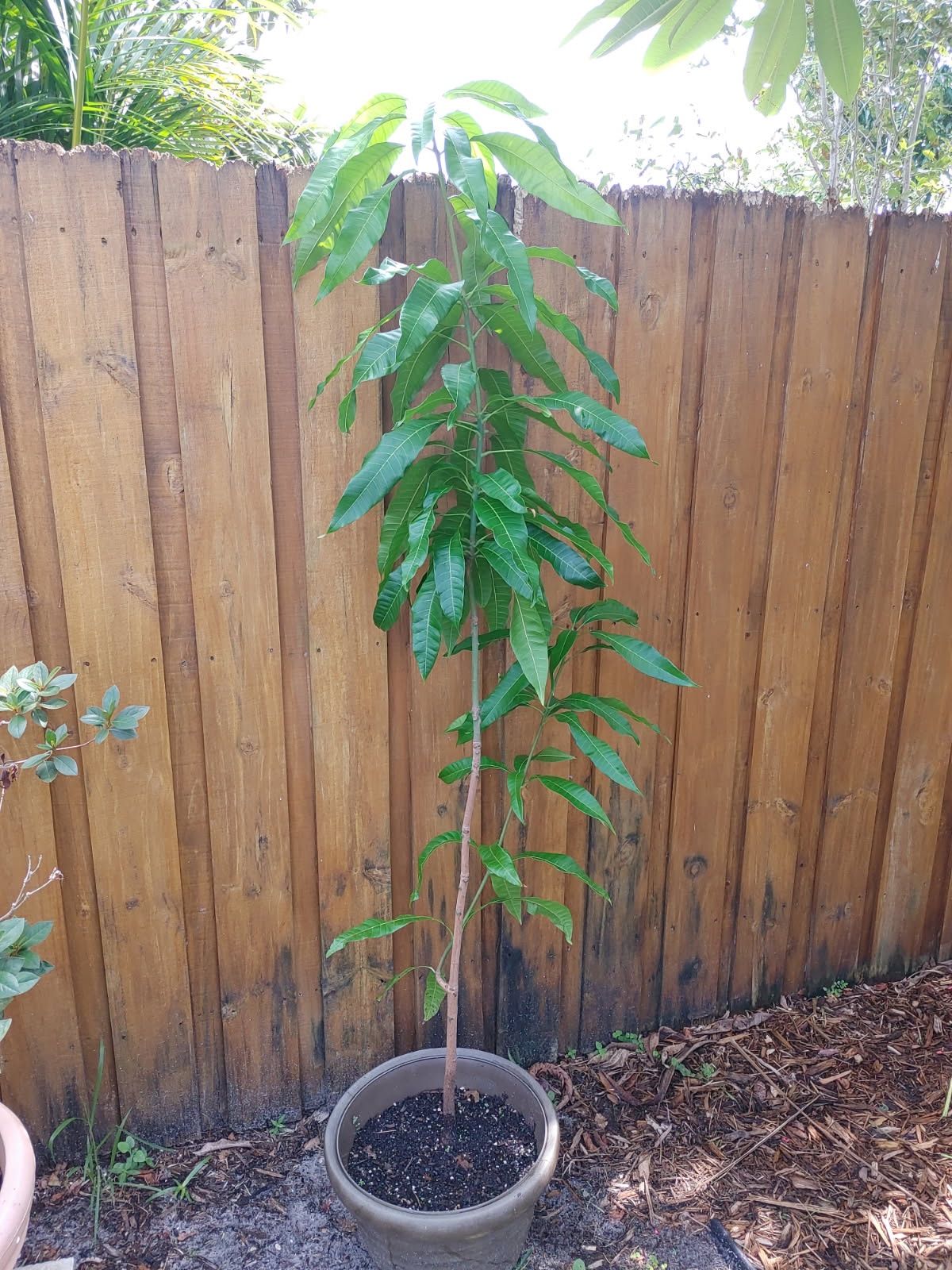 Mango tree for sale need to be planted in ground