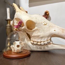 Real Giraffe Skull