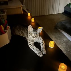 Earring Jewlery holder