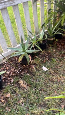 Plantas de savila